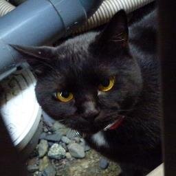 kuromaruku's profile picture. 詐欺業者避けのため、過去全くツイートをしてない方はフォローしてくださっても原則、ブロックしておりまさす。ツイートはしてないけどフォローだけしたい方は連絡くださいませ。