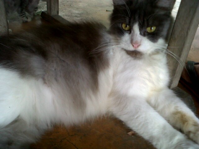 tuay_nipat's profile picture. Guitarist