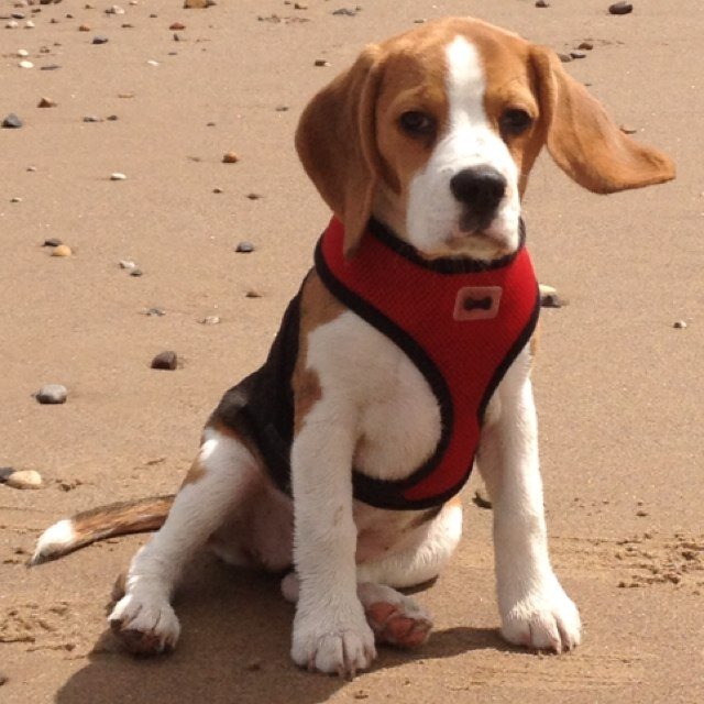 Hi everybody my name is savvy (savanna is my posh sunday best name) i am a tri colour beagle girl who loves walkies and wookieing around !