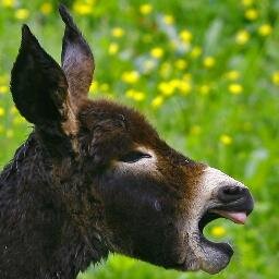 FrAnesMulets's profile picture. 