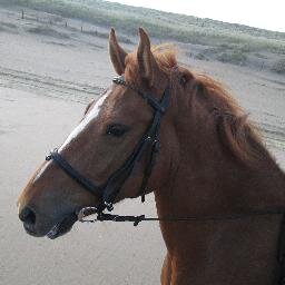 Hallo, Ik ben Boy en ik woon op Manege 't Langeveld. Wie wil mij volgen om te zien wat ik allemaal meemaak?