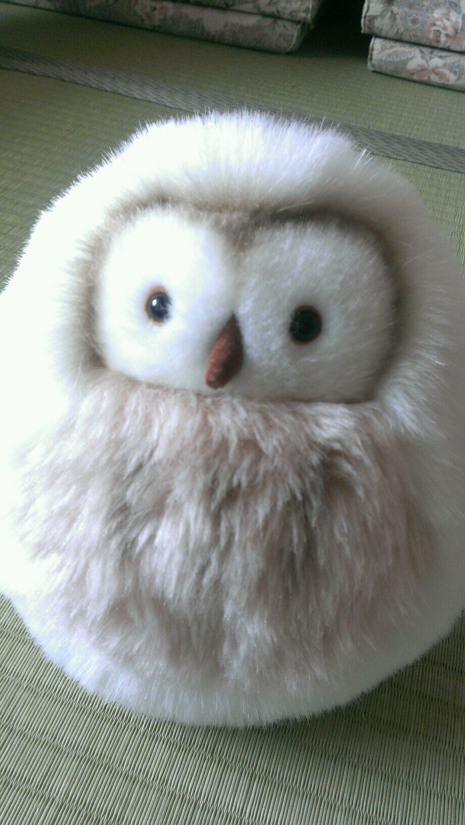 森 ＼( 'ω')／さんのプロフィール画像