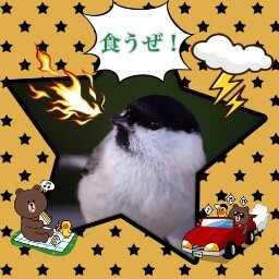 BirderWB Profile Picture