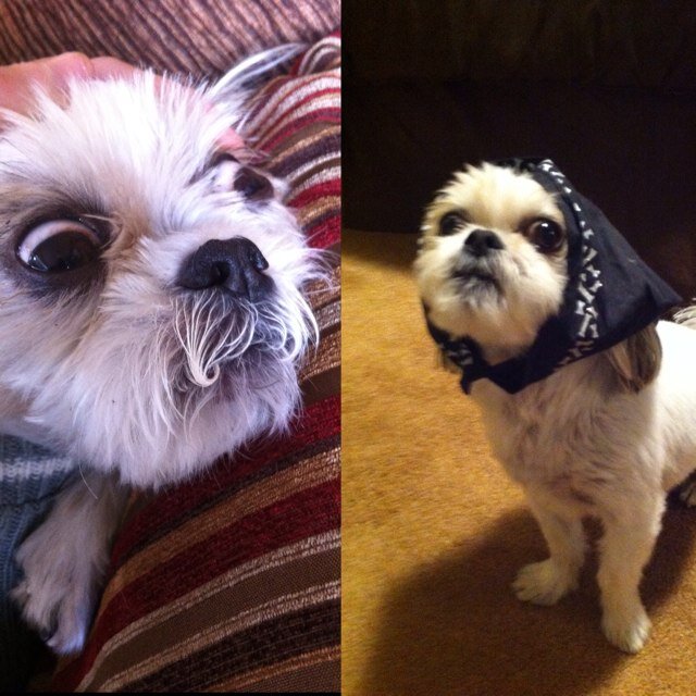Lifes ruff. Get it ruff cuz im a dog.