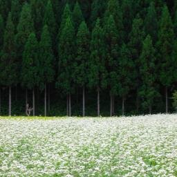 kotori0323's profile picture. 小鳥と猫と石とこけしとおいしいものが好きです。
あ、AMラジオも！