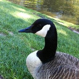 Animal rights activist, attorney, vegan, former AR Expert for http://t.co/gwL3RNNapn. Tweets are not legal advice.