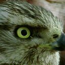 Kim Fowler - @BlueEagleHawk - Twitter