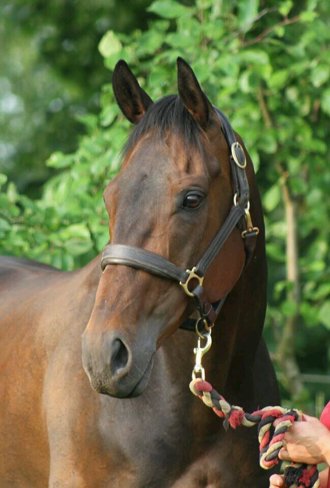 ex racehorse previously owned & named by Sir Alex Ferguson in memory of 1999 championship league final triumph over Bayern Munich. Now being re-trained to event
