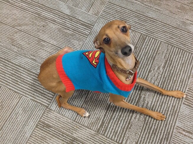 Italian Greyhound extraordinaire, class clown, lover of all things nerdy furbrother, all-star snuggler and proud member of #zombiesquad!