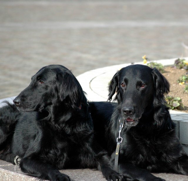 のんびり暮らしたい。犬の生活が第一！の護犬派です。