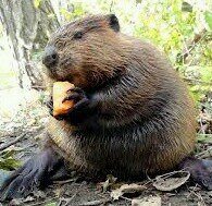 beaverbush71's profile picture. delete, delete, delete........DELETE!