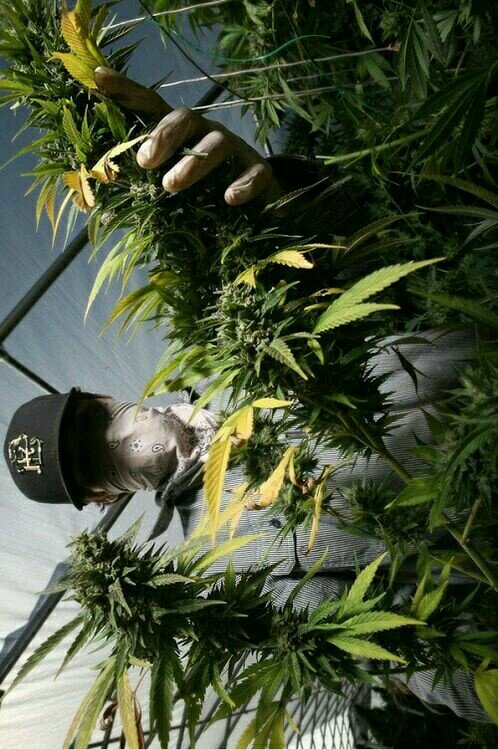 ◬ Instagram: @DutchStoners #StonerNation ◬