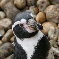 Simon HB (@norock) 's Twitter Profile Photo