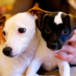 MFourniC's profile picture. Profesional independiente multicultural - Traductora - amante de los animales