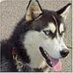 kolio peychev (@koliopeychev) Twitter profile photo