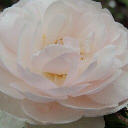 Rose is the author of self help and science fiction novels.