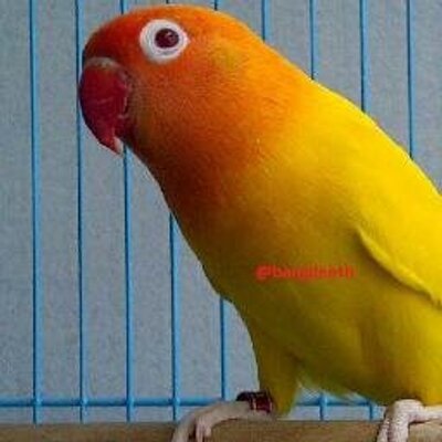 Lovebird On Twitter Dalam Proses Pembelajaran Beternak Burung
