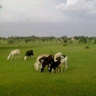 meknan2's profile picture. 