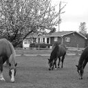 Rock of Faith Ranch - @rock_o_faith - Twitter