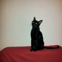 Mamoun (@fatmool) 's Twitter Profile
