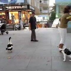One duck One man  my videos exstrem blown offtheır feet by thewind