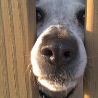R W (@kdood1) 's Twitter Profile