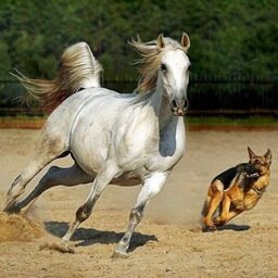 International Symposium in Animal Musculoskeletal Practice for vets, vet nurses and animal therapists. 3 days 8 international expert speakers