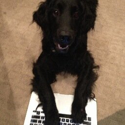 Uh, black on the outside, gold on the inside. Got adopted in 2011. Bruins got the Stanley Cup. Edwards got the Stanley Pup.