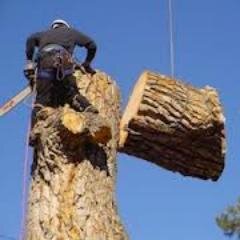 Squeaks Miracle Tree Service is a Tree Service based out of Sarasota & Bradenton. Free Estimates & Same day Quotes.We also offer the best Quality work in town.