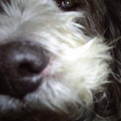 cimorsey's profile picture. 