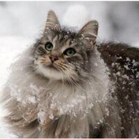 MeWriter (@mewriter1) 's Twitter Profile Photo