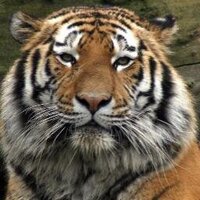 CaptainCalvinCat - LadyRedSinclairsBoyfriend (@captaincalvinca) 's Twitter Profile Photo CaptainCalvinCat - LadyRedSinclairsBoyfriend (@captaincalvinca) 's Twitter Profile Photo