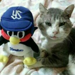 好きな球団ヤクルトスワローズ！
佐々木蔵之介さん加瀬亮さんファン
家庭菜園にはまってます。
最近のイチオシ
#First Love is Never Returned
#ラブネバ