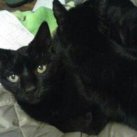 Tanya (@tmpcat) 's Twitter Profile