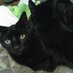 Tanya (@tmpcat) Twitter profile photo Tanya (@tmpcat) Twitter profile photo