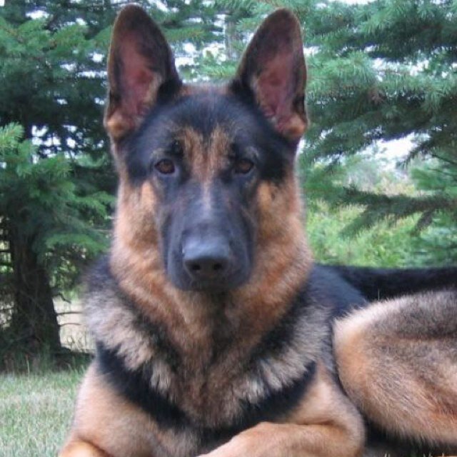 Companion to @DeathIsntForMe on the Enterprise. Who said they couldn't use a canine unit? | #StarTrekRP |