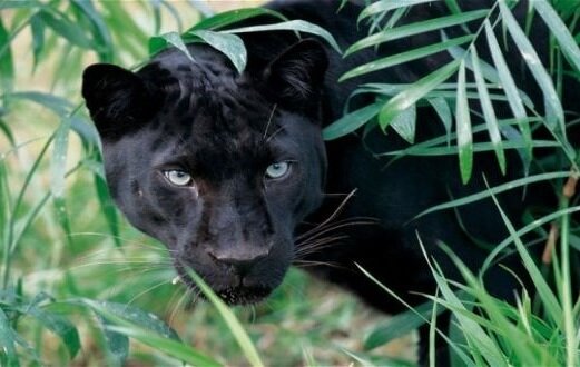 A killer to bring justice...!!! YOU NEXT, WATCH OUT...!!!