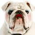 OHMYDOG! Photography (@ohmydogphoto) Twitter profile photo