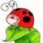ladybug