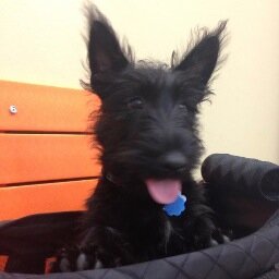 Scottish terrier. Registered Independent. Loves Texas, cheese, capitalism in moderation, entrepreneurship and barking ab current events.