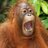 pojoketawa's profile image