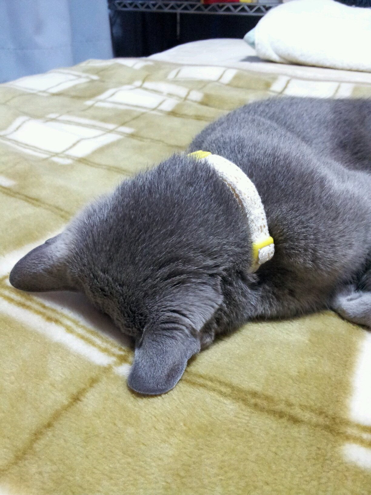ロシアンブルーのかえで♀とのんびり暮らしています(=^･ω･^=)♪