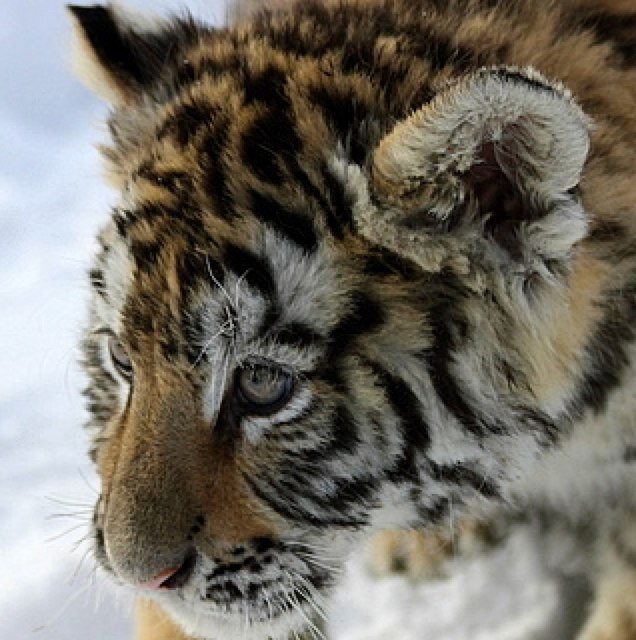 BossyBuddha's profile picture. 