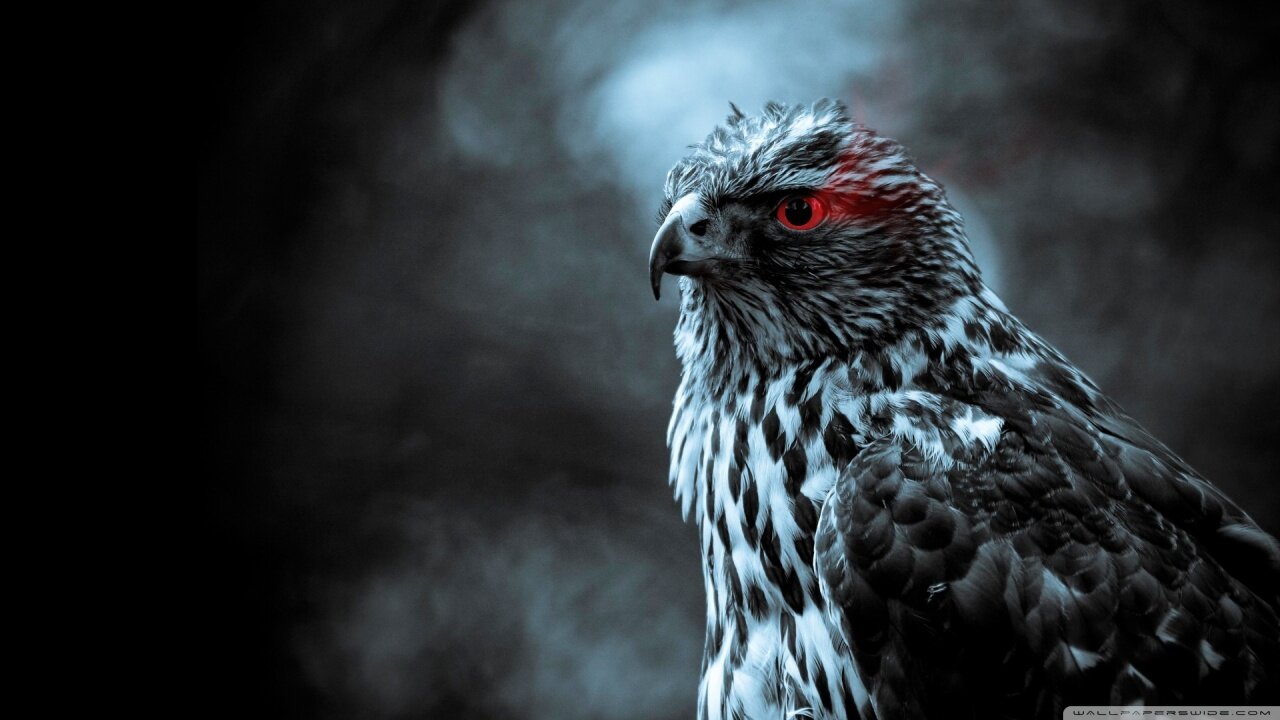 naveenkwt1's profile picture. 