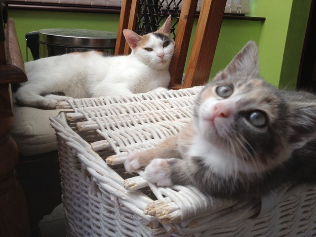 Female tortie/calico cat named arizona and silver tortie blue . we Loves windows, plastic, laser pens and scratching wallpaper.