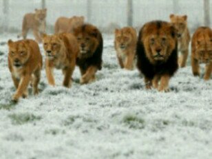 One king, one faith, one religion.