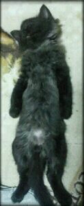 sabumon_shu Profile Picture