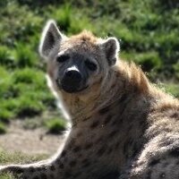 Tüpfeltier (@hyaeneleipzig) Twitter profile photo