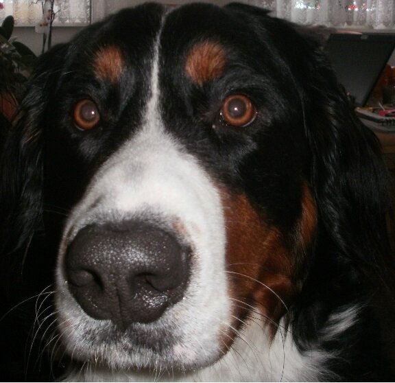 Hollys Page, Bernese mountain dog