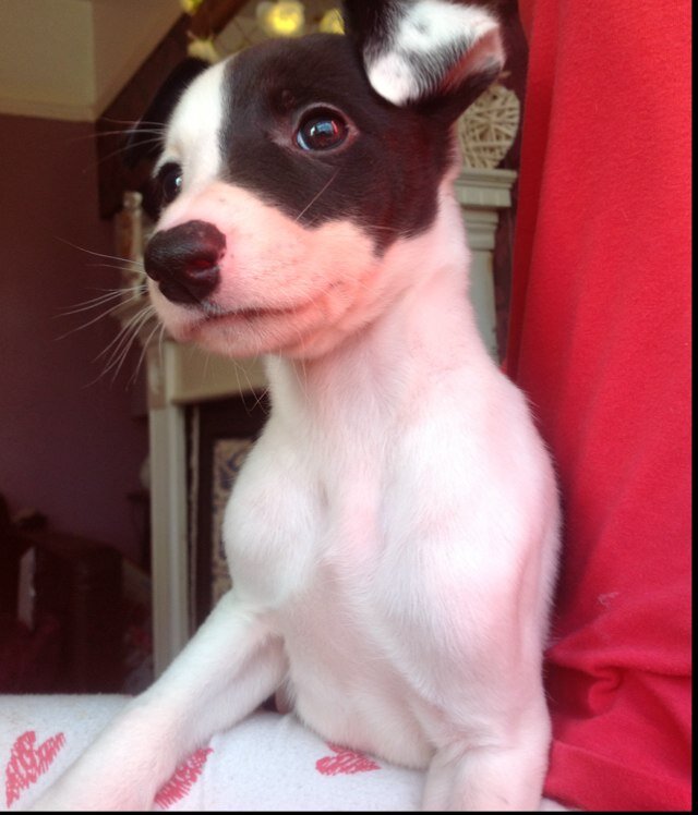 Karmers Creature Comforts - providing a first class grooming, dog walking and pet-visiting service.